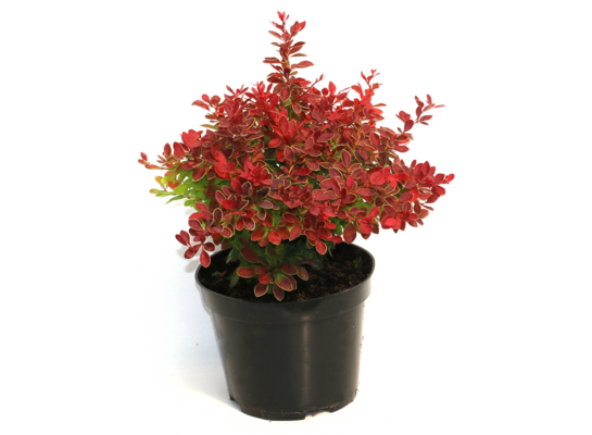 Berberis w odmianach 2 l
