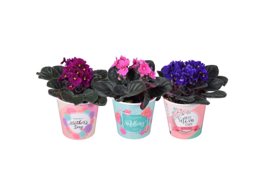 Sępolia doniczka 12 cm