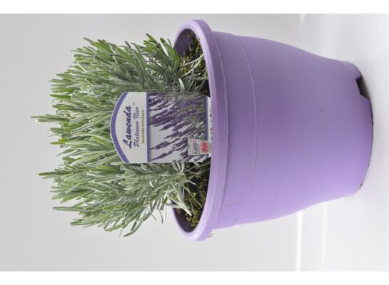 Lawenda XL  wys. 45 cm don. 5 l