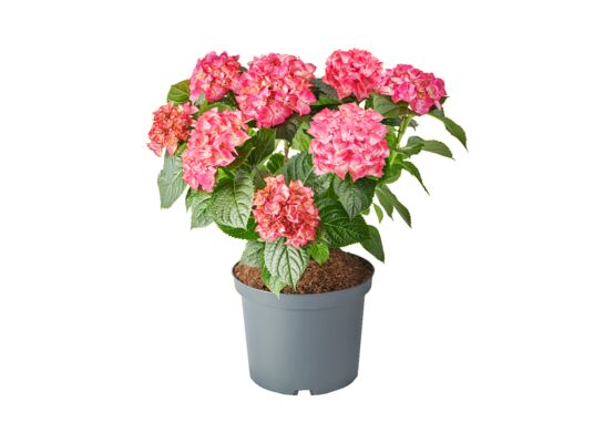 Hortensja ogrodowa, wys.45 cm, don.5 l