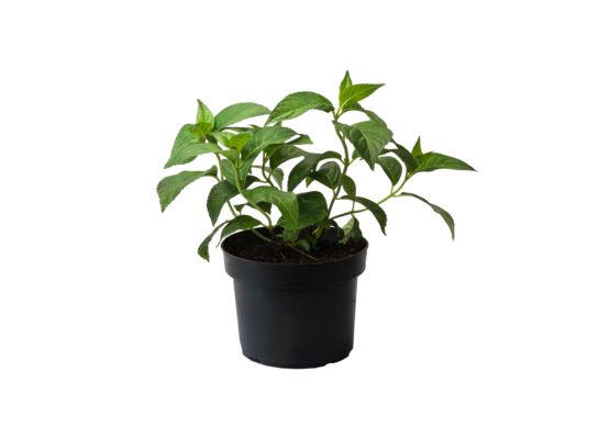 Hortensja ogrodowa, wys.40-60 cm, don.2 l