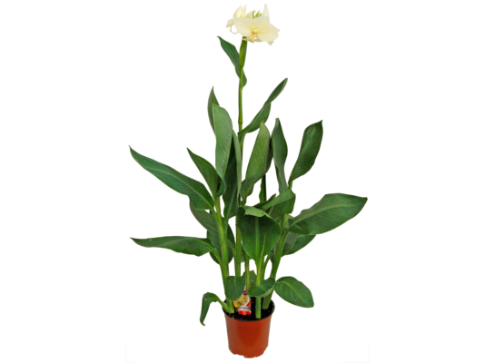 Canna wys. 40 cm don. 15 cm