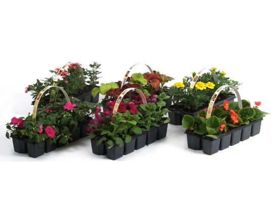 Mix roślin rabatowych w 10-paku