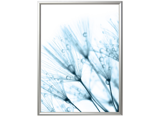 Fotografia "Dandelions blue 2" 30 x 40 cm