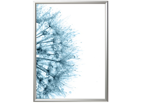Fotografia "Dandelions blue 1" 30 x 40 cm