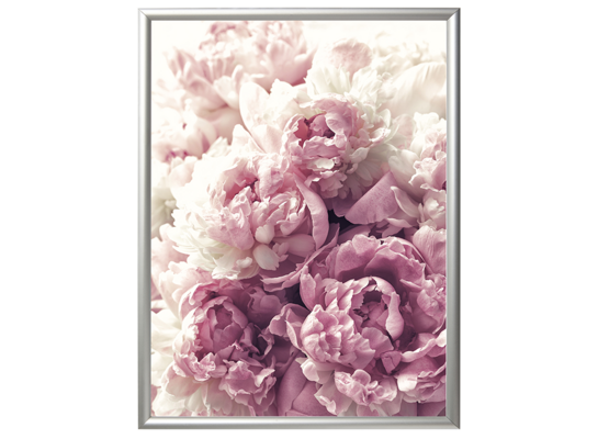 Fotografia "Peony" 30 x 40 cm