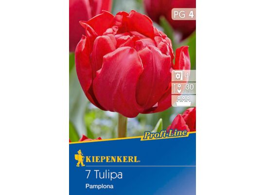 Cebule tulipanów Profi-Line Gefüllte frühe Tulpe Pamplona