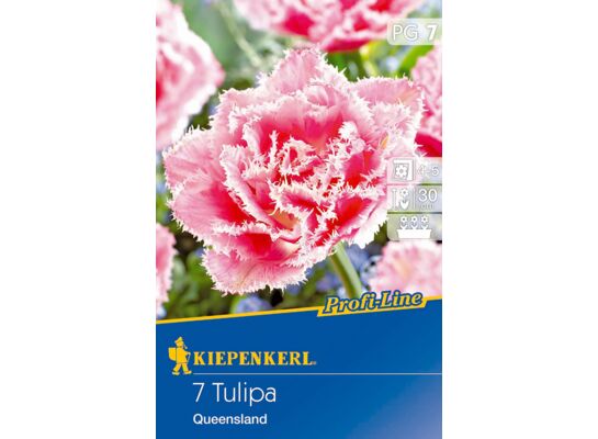 Cebule tulipanów Profi-Line Gefranste Tulpe Queensland