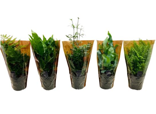 Paproć 35 cm don.12 cm