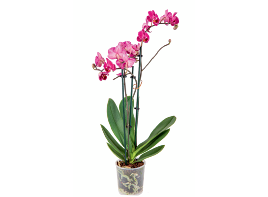 Storczyk multiflora Phalaenopsis multiflora