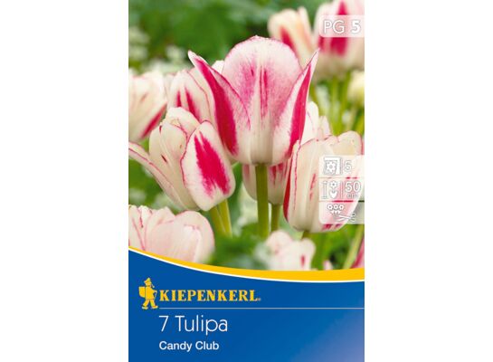 Cebule tulipanów Mehrblütige Tulpe Candy Club