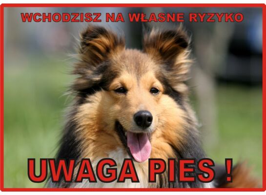 Tabliczka "Uwaga pies" COLLIE Rokus