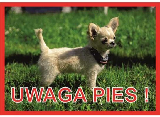 Tabliczka "Uwaga pies" CHIHUAHUA Rokus