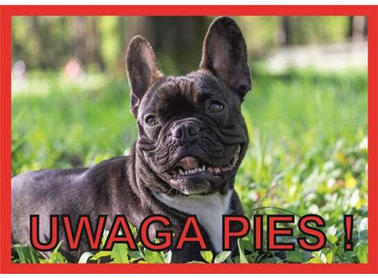 Tabliczka "Uwaga pies" BULDOG FRANCUSKI Rokus
