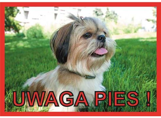 Tabliczka "Uwaga pies" SHIH TZU Rokus