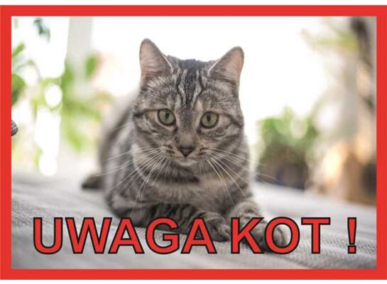 Tabliczka "Uwaga kot" Rokus