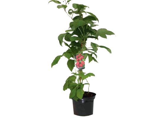 Malina czerwona wys. 60-70 cm don. 2 l