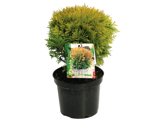 Żywotnik zachodni 'Mirjam' C2 wys. 15 - 20 cm