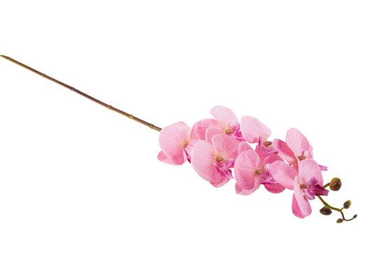 Storczyk pojedynczy 92 cm