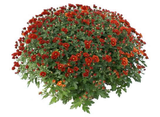 Chryzantema drobnokwiatowa misa 21 cm wys. 40 cm