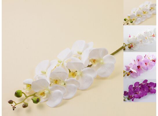 Storczyk pojedynczy 77 cm