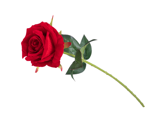 Róża pojedyncza welurowa