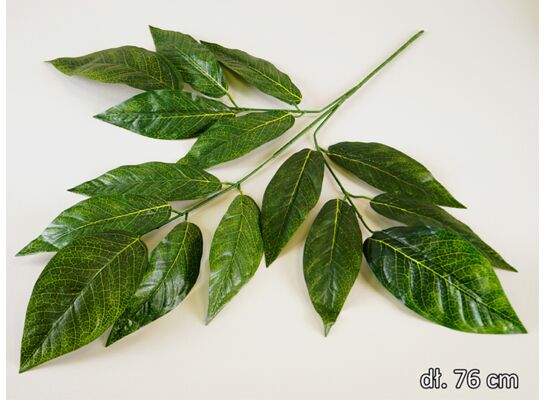 Liść mango gałązka