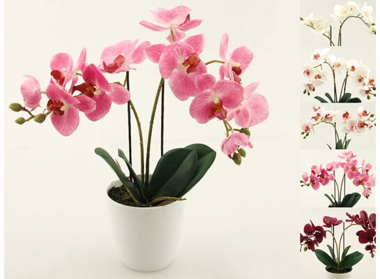 Storczyk w doniczce gumowany