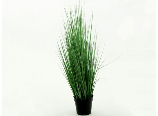 Trawa w doniczce 86 cm