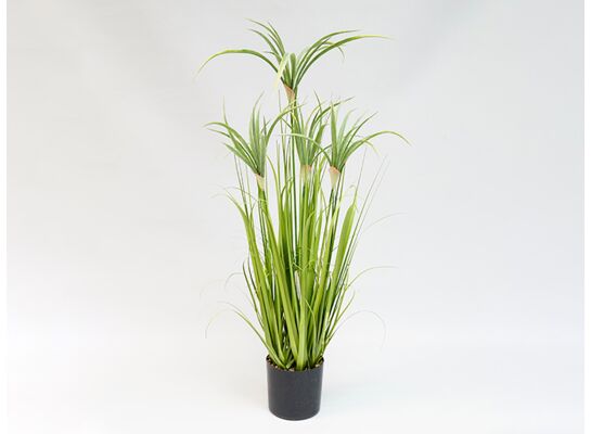 Trawa w doniczce/kwiat