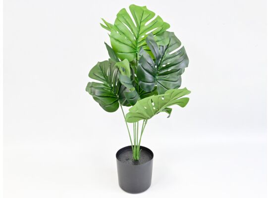 Monstera w doniczce 45 cm