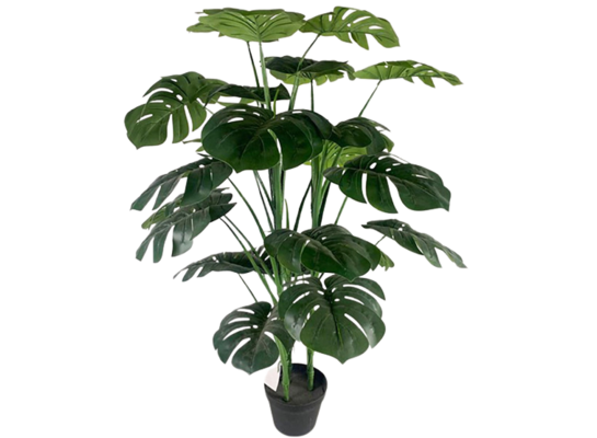 Monstera w doniczce 105 cm