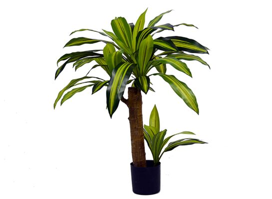 Dracena w doniczce 80 cm