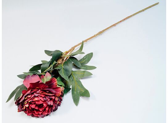 Peonia gałązka bordowa