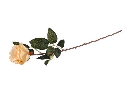 Róża pojedyncza beżowa