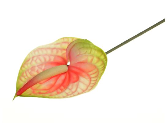 Anturium pojedyncze 65 cm zielono-różowe