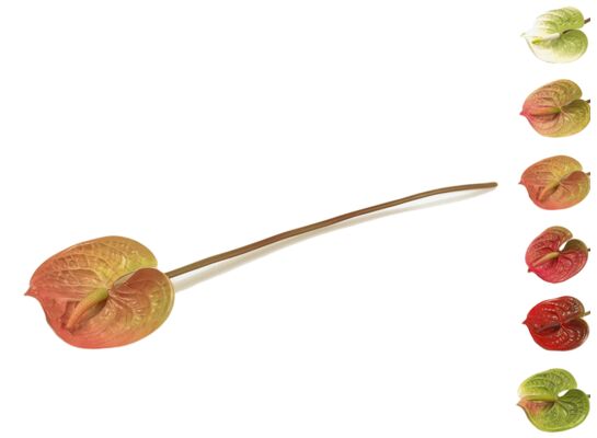 Anturium pojedyncze 52 cm mix