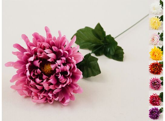 Chryzantema pojedyncza 54 cm