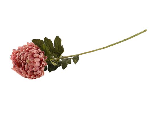 Chryzantema pojedyncza różowa