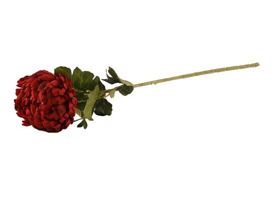 Chryzantema pojedyncza czerwona