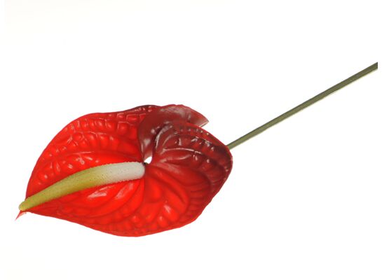 Anturium pojedyncze 65 cm czerwone