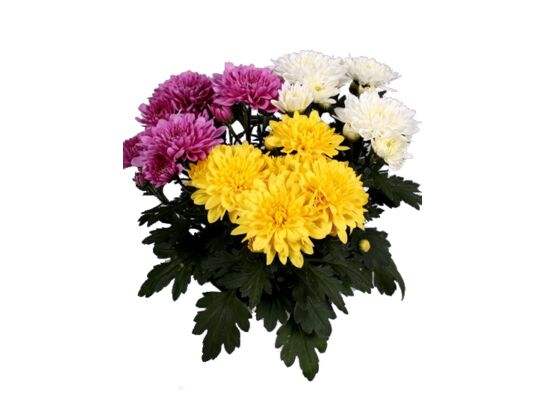 Chryzantema średniokwiatowa 3 kolory 21cm