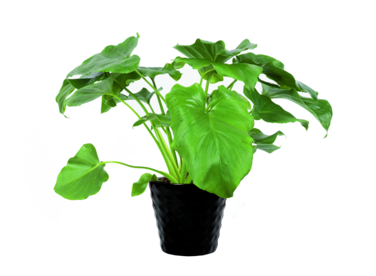 Roślina tropikalna mix 30 - 35 cm doniczka 12 cm