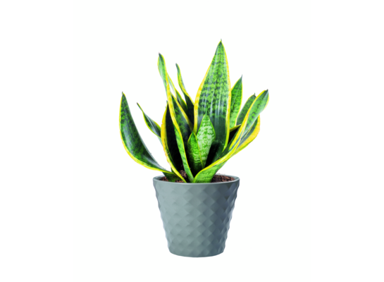 Sanseveria mix 40 x 14 cm