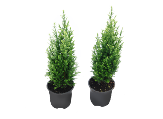 Cyprysik ellwoodii wys. 25 cm don. 9 cm