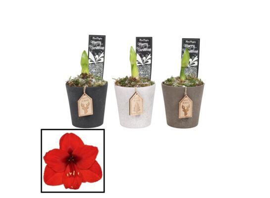 Amarylis  1-pędowy w ceramicznej doniczce