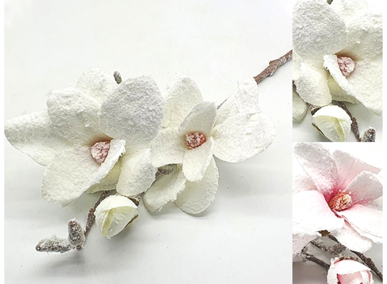 Magnolia ośnieżona 50 cm mix