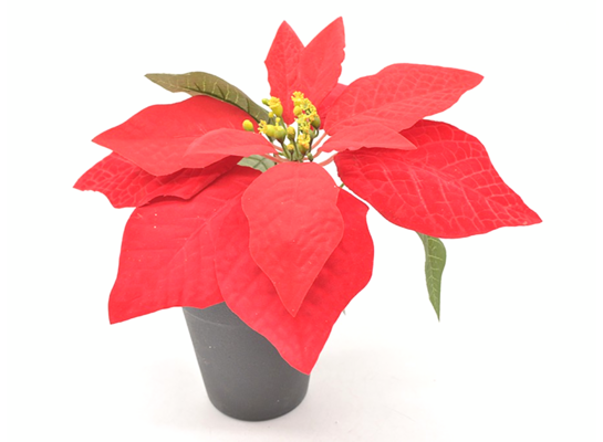 Poinsecja w doniczce 25 cm