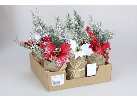 Stroik w doniczce 26 cm ośnieżony mix