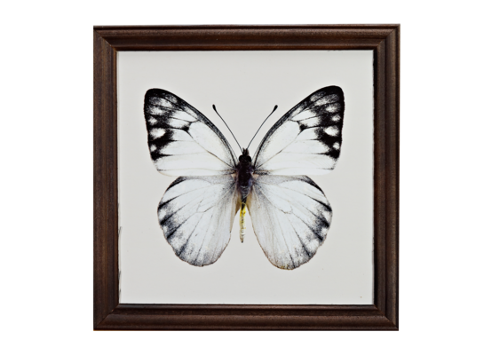 Fotografie w ramie  20 x 20 cm